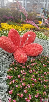 GALAXY S8 下的廣州花市（附玄燁大帝）