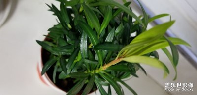 花海，超級(jí)是花都有。
