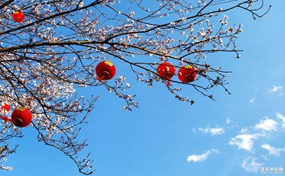 繁花似錦