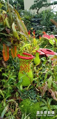 馬賽克花