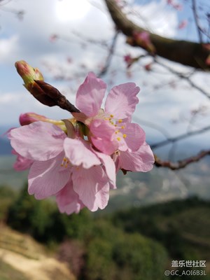 山谷賞花
