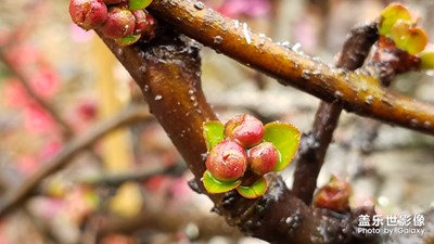 【春的暢享】-春雨貴如油，下得滿街流