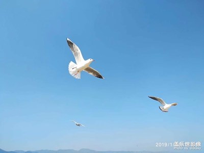高原明珠，滇池觀鷗