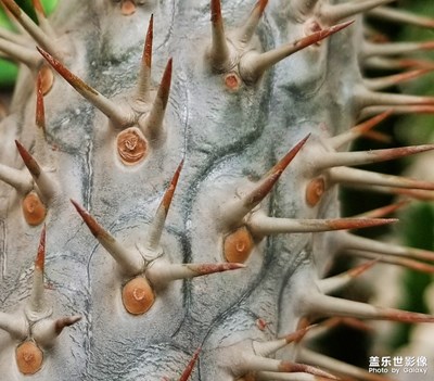 花花草草
