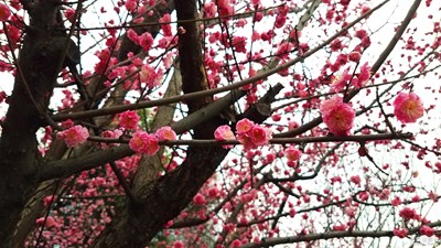 紅梅一枝出墻來