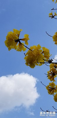 黃花風(fēng)鈴木請鑒賞
