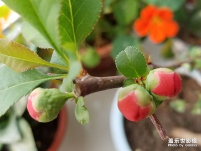 含苞待放的花兒。