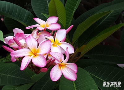 花卉隨拍（2）