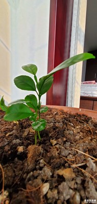 茁壯成長