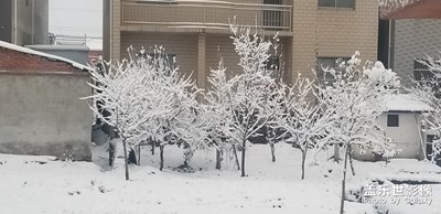 家鄉(xiāng)的雪