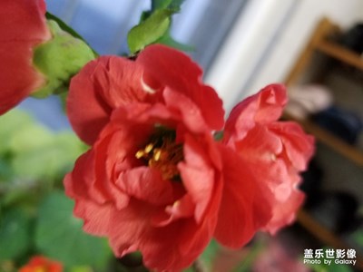 開花了