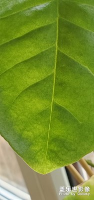 S10+隨拍：猜猜這是啥植物？