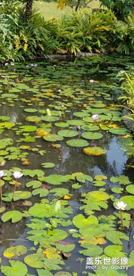 花園