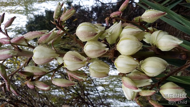 這個(gè)植物叫什么 ？