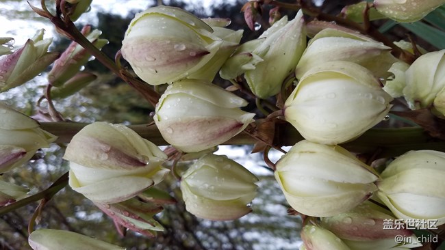 這個(gè)植物叫什么 ？