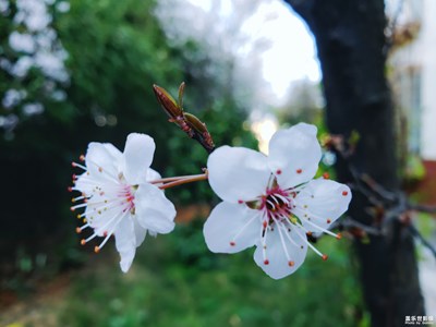 春花浪漫