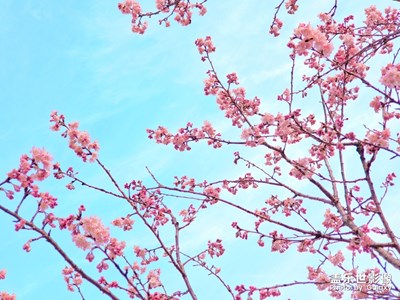 春暖花開