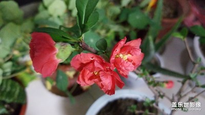 花記