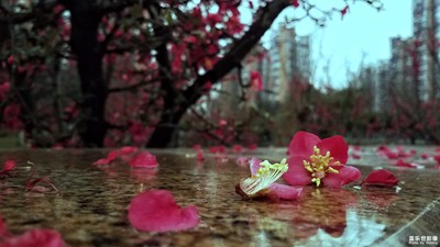 忽如一夜春風來