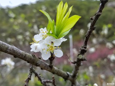 春暖花開