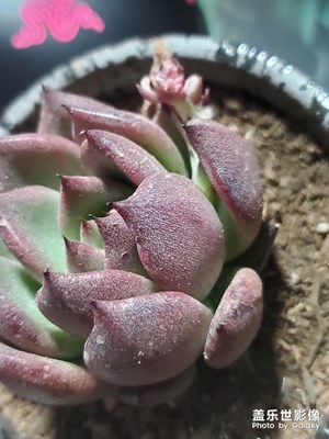 喜歡的花??