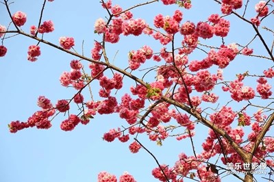 櫻花花潮，如夢(mèng)如幻