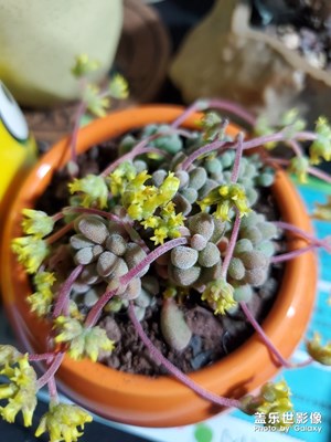 開(kāi)花的超香的多肉