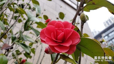 春天真的來了-怒放的山茶花