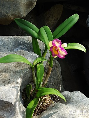 蘭花隨拍