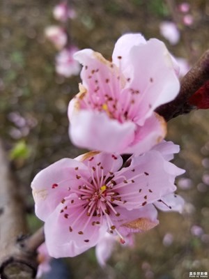 桃花。。。。。。。。。