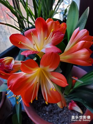 開花了