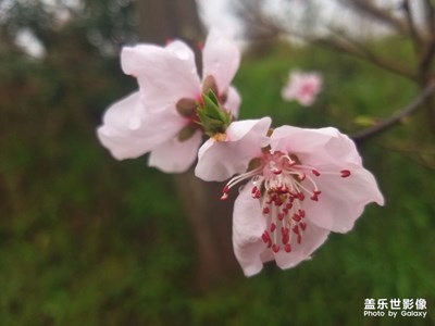 春花朵朵開