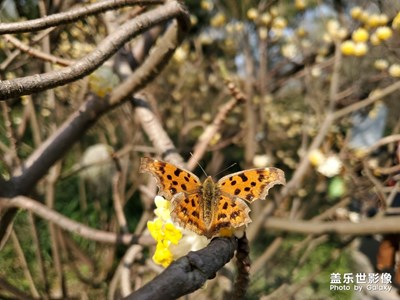 隨手拍