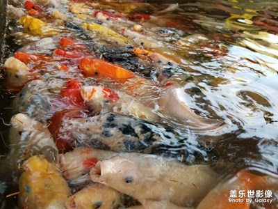 魚