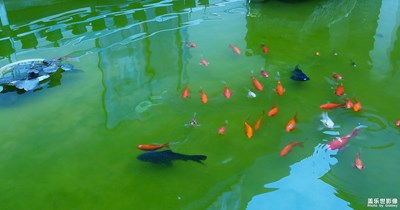 自由魚兒