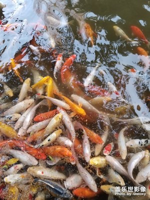 魚
