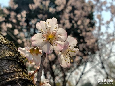那盛開的花兒