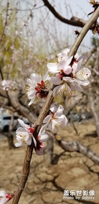 春暖花開