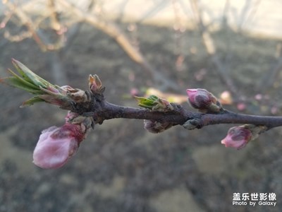 桃花含苞待放