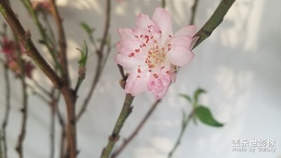 【時光】梅花