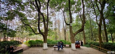 【三星S10】成都市植物園采風