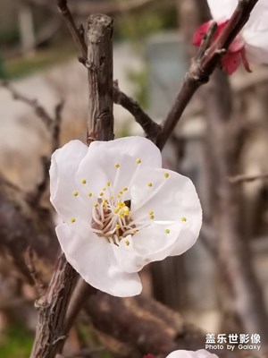 春來了，花開了