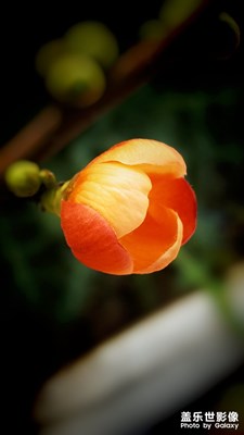 踏春+春暖花開