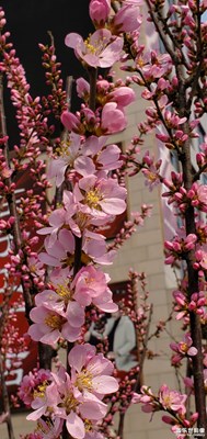 盛開(kāi)