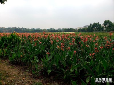 三月看花
