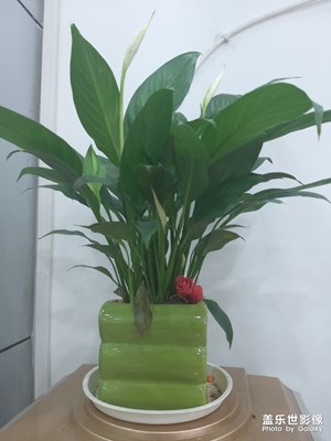隨手拍