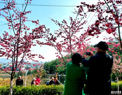【踏春】+櫻花