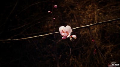 那時(shí)花開(kāi)情正濃