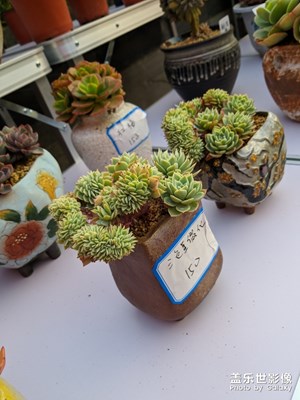 多肉展覽
