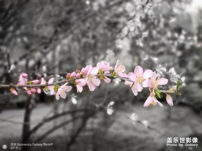 Note9隨手拍